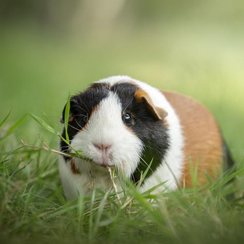 OVERIGE DIEREN