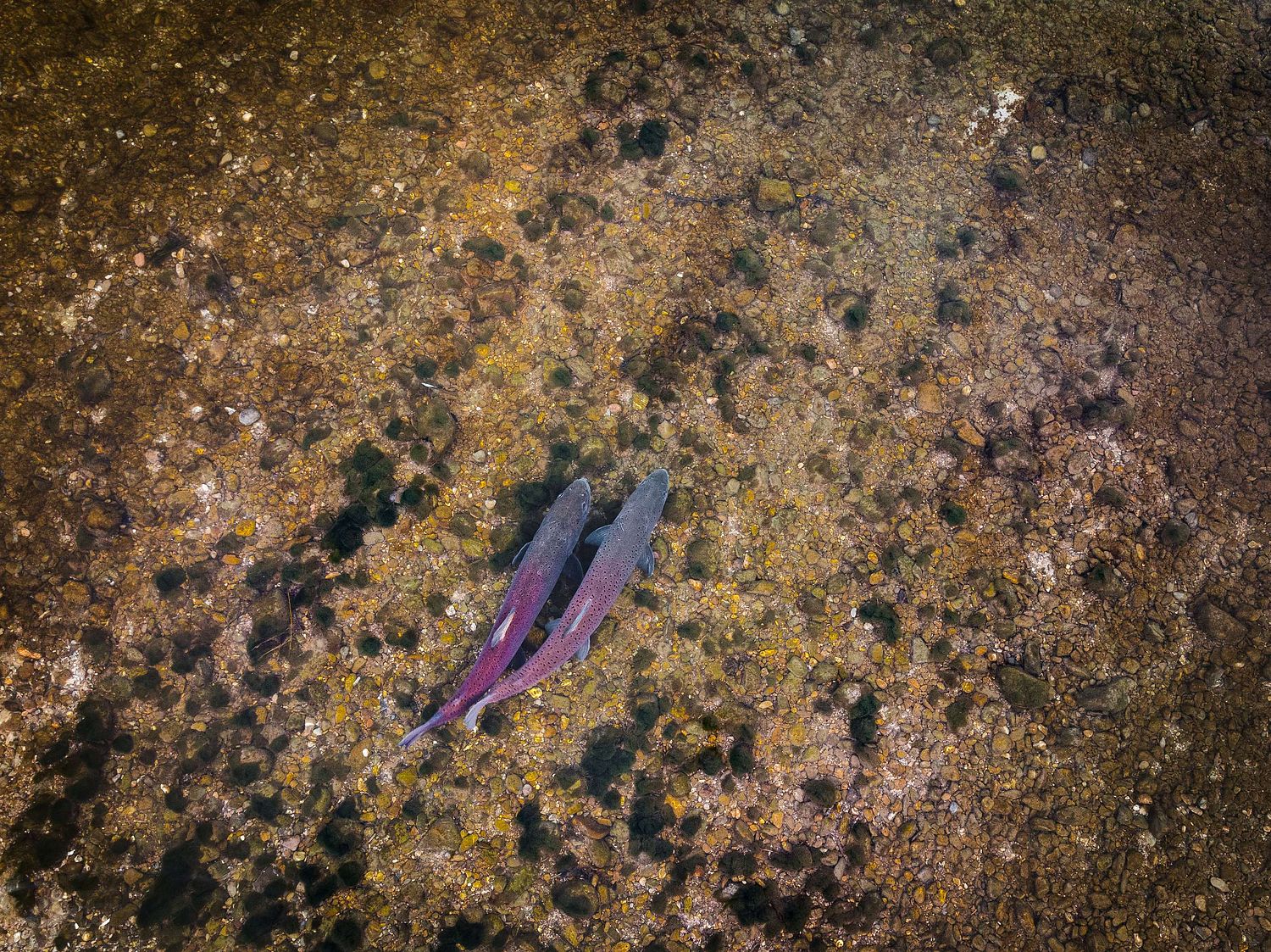 Hucho hucho - Huchen Danube salmon