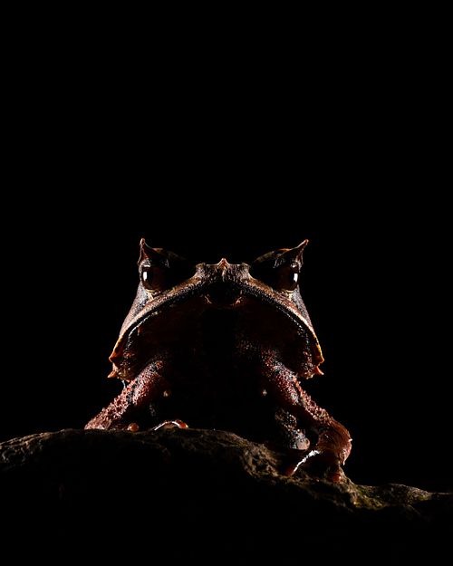 Pelobatrachus nasutus Syn. Megophrys nasuta - Zipfelkrötenfrosch