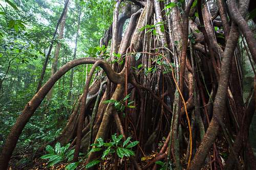 Ficus - Fig tree