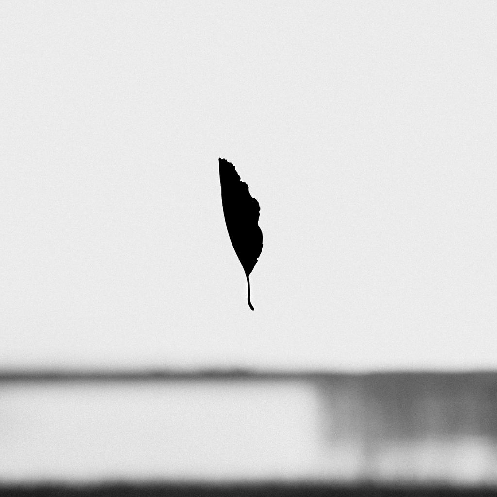 Czarno-białe zdjęcie przedstawiające liść na tle Jeziora Zdworskiego, wykonane w minimalistycznym stylu