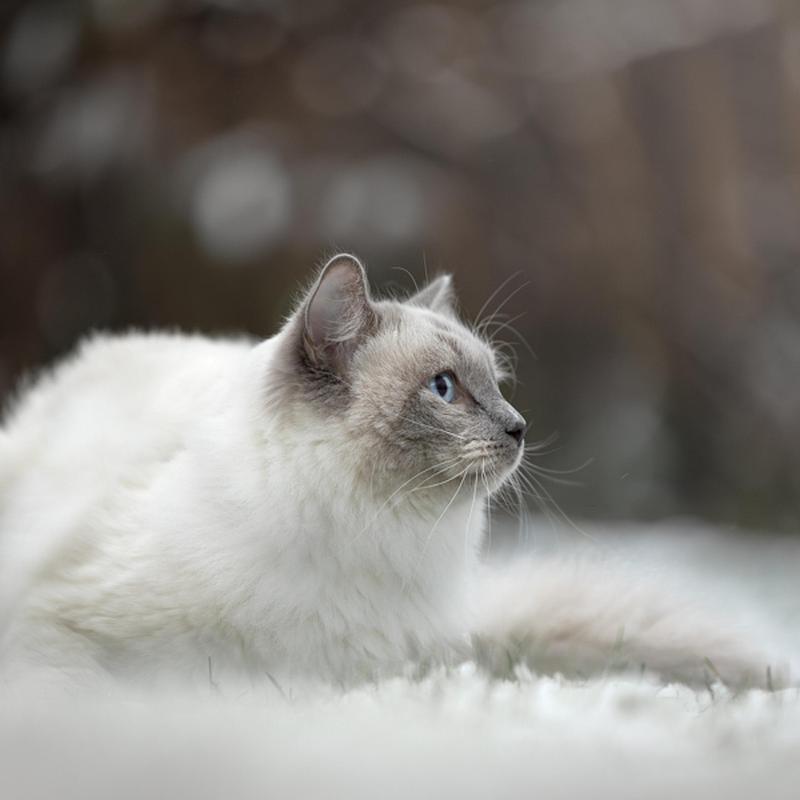 Winterse foto's met jouw hond, kat, paard of fret