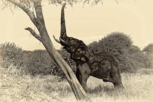 Photo sepia d'un éléphant en Tanzanie