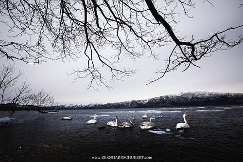 Cygnus cygnus - Whooper swan