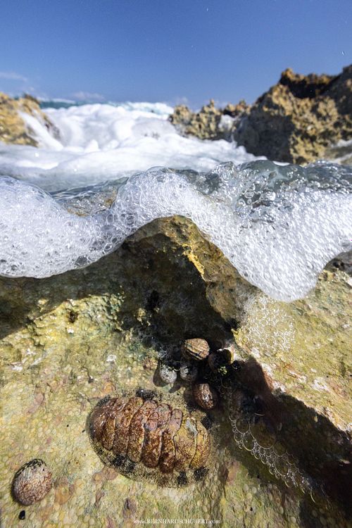 Acanthopleura granulata – Westindische Käferschnecke