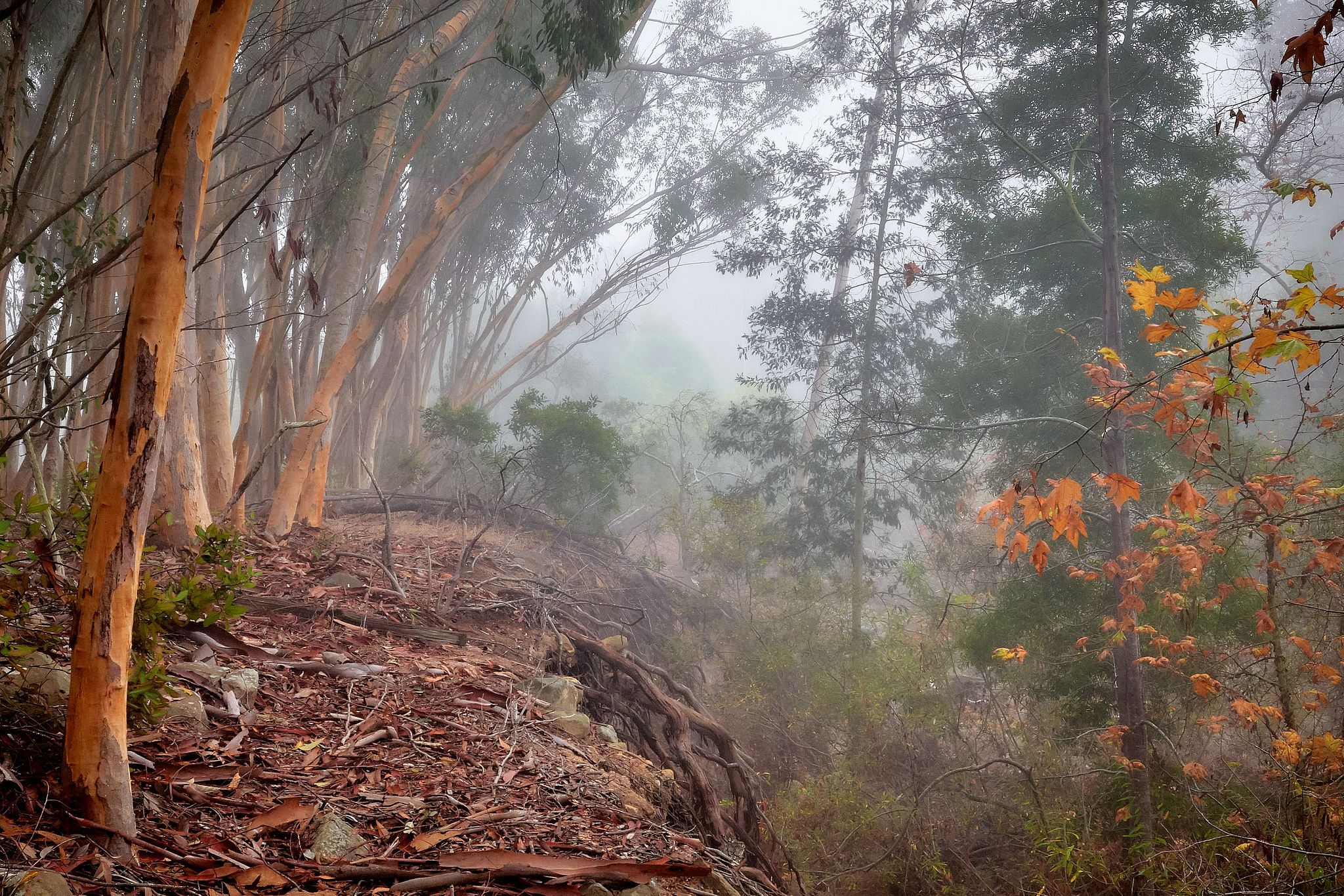 Eucalyptus Grove at Ennisbrook - Montecito, California