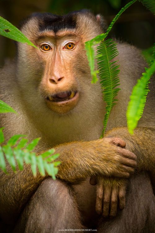 Alpha Pigtail macaque