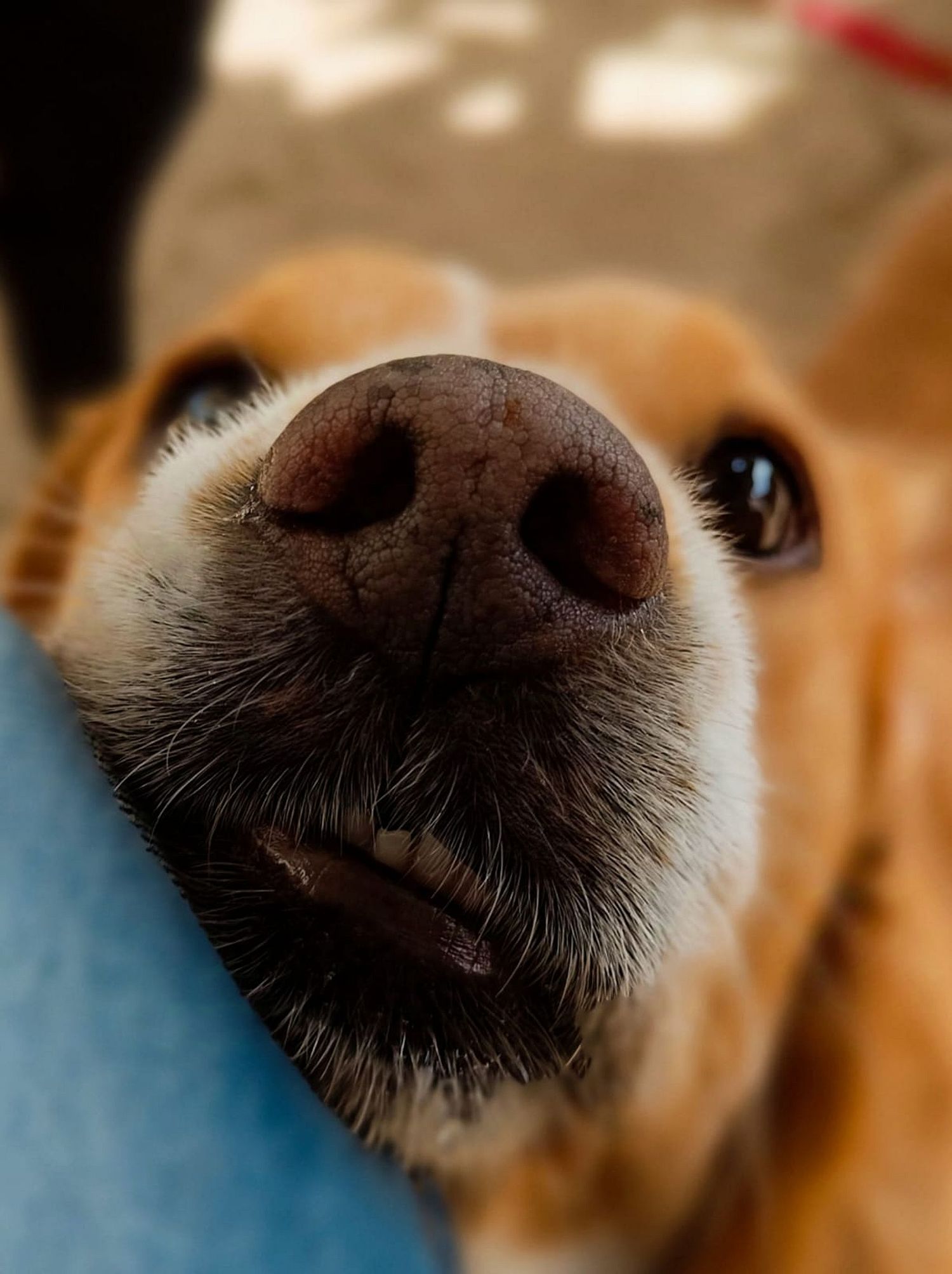 Cãoão by Márcia Silva