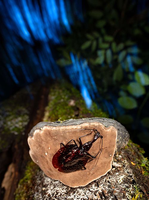 Mormolyce sp. - Geigenkäfer