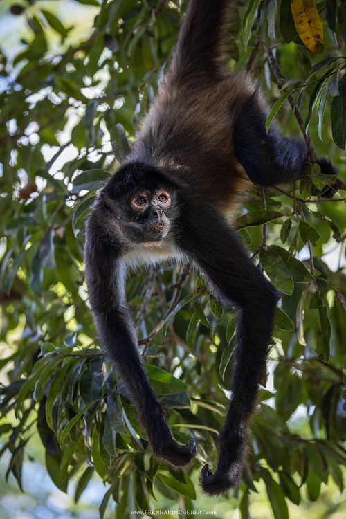 Ateles geoffroyi - Geoffroys Klammeraffe