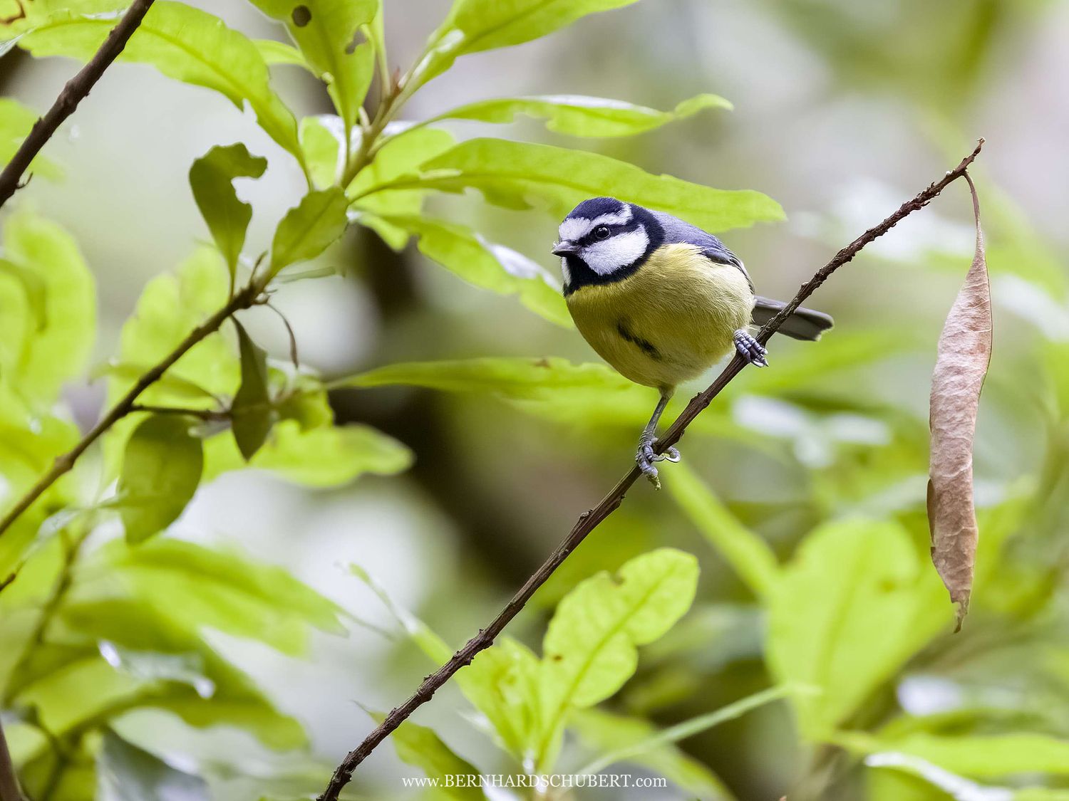 Cyanistes teneriffae - Kanarenmeise