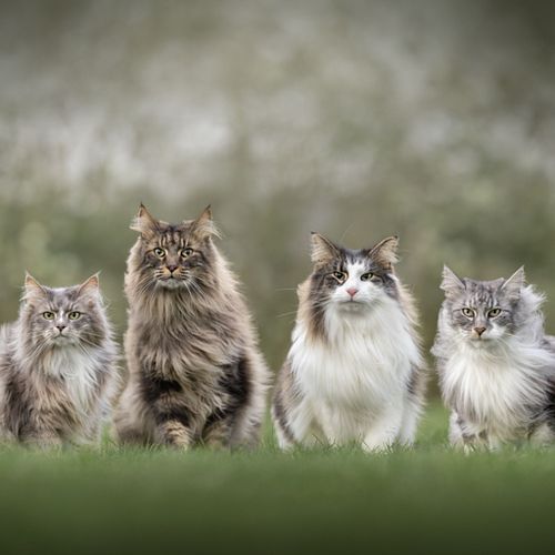 Hoe werkt een fotoshoot?