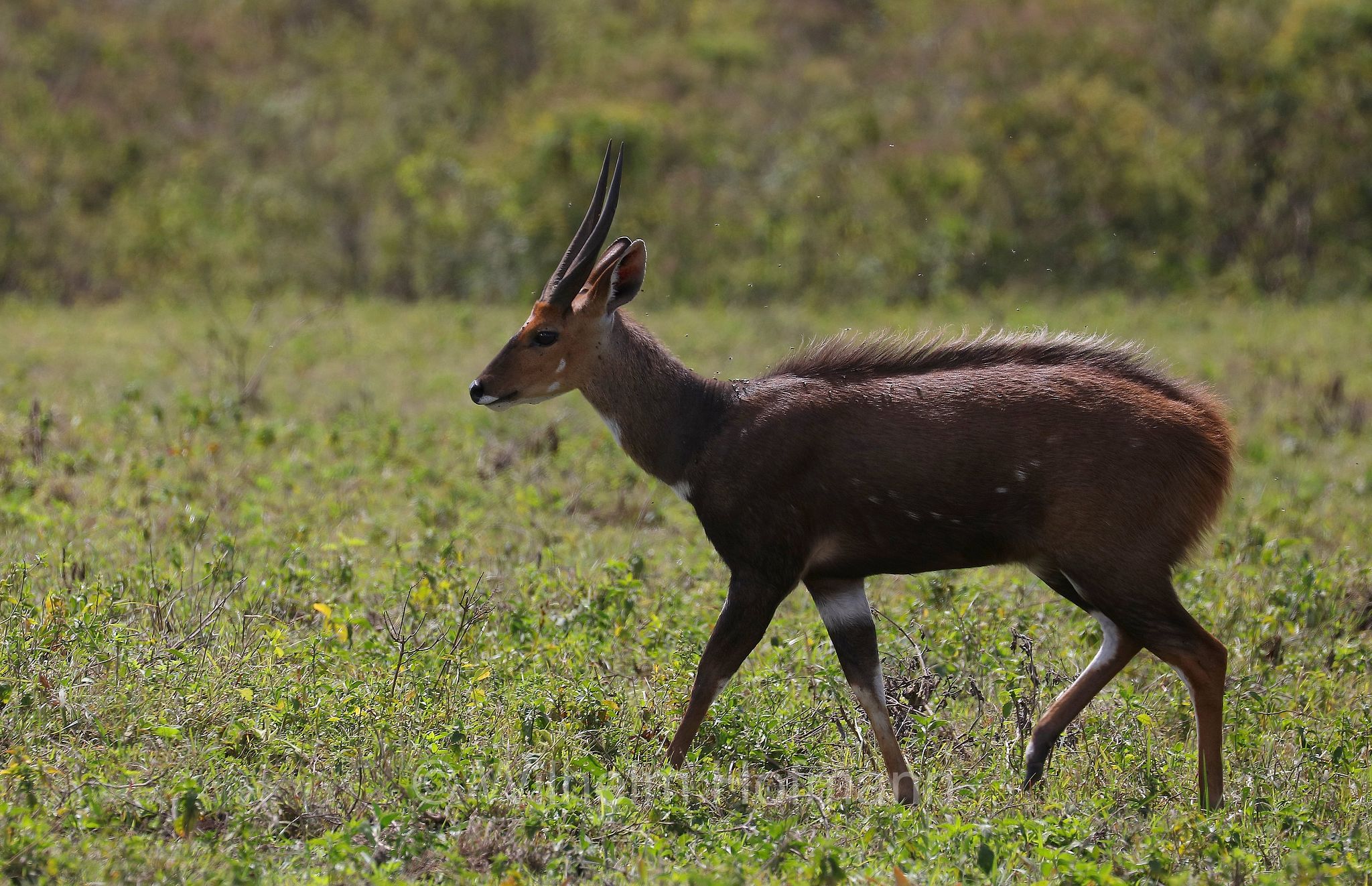cape bushbuck, imbabala, Südliche Schirrantilope, ﻿tragelafo meridionale, tragelaphus sylvaticus, ﻿area di conservazione di Ngorongoro, Ngorongoro Conservation Area, Ngorongoro Krater, Tanzania, Tansania