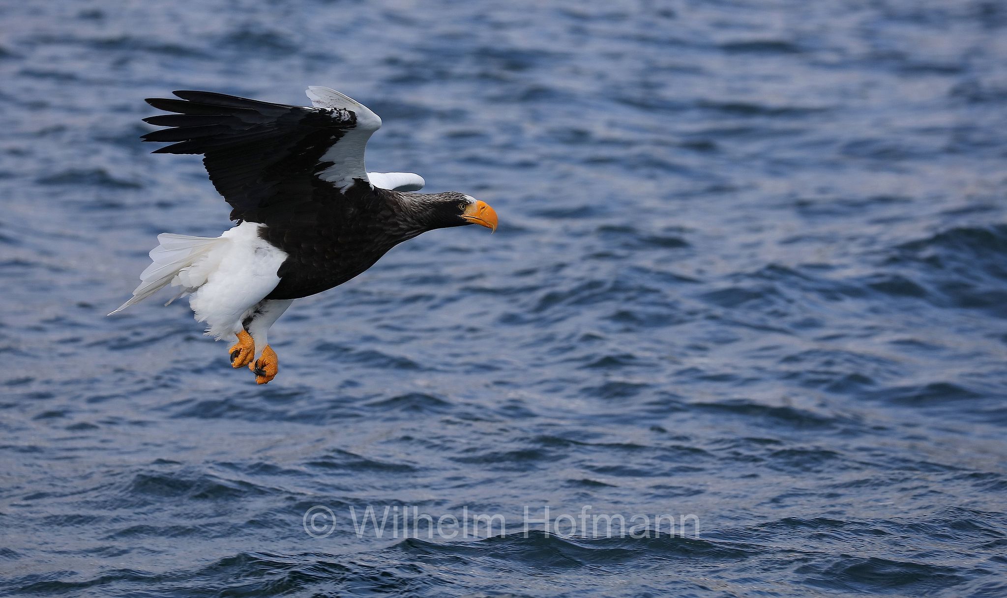 Steller's sea eagle, Pacific sea eagle, white-shouldered eagle, Riesenseeadler, aquila di mare di Steller, Haliaeetus pelagicus, Rausu, penisola di Shiretoko, Shiretoko Peninsula, Shiretoko-Halbinsel, Hokkaidō, Hokkaido, Japan, Giappone