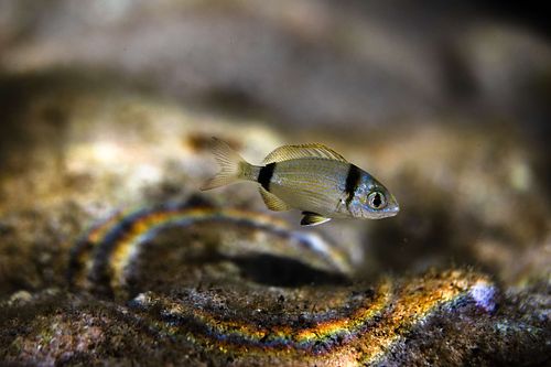 Diplodus vulgaris - Common two-banded sea bream