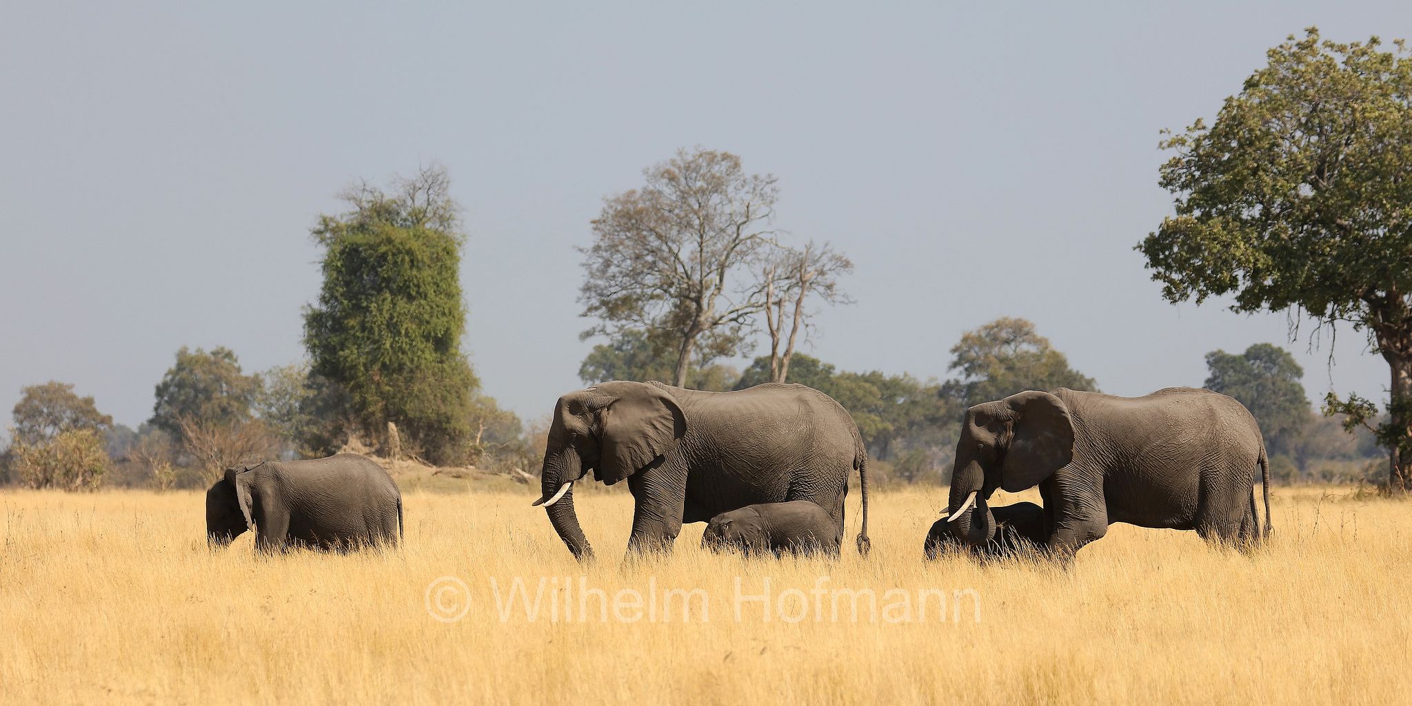African bush elephant, African savanna elephant, Afrikanischer Elefant, Afrikanischer Buschelefant, Afrikanischer Savannenelefant, Afrikanischer Steppenelefant, elefanto africano, elefanto africano di savana, Moremi Game Reserve, Moremi-Wildreservat, Okavango Delta, Okavango Grassland, Botswana, Republik Botsuana