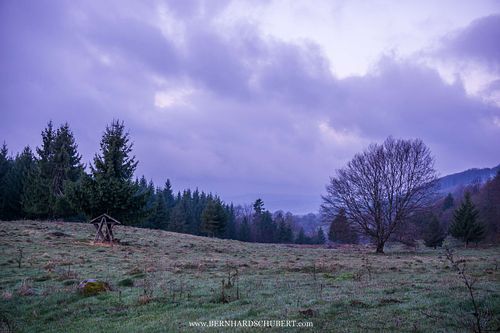 Forest clearing with deer feeder