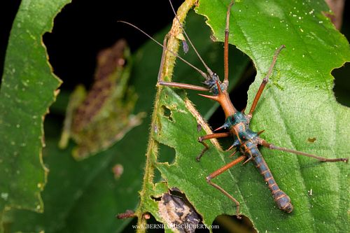 Epidares nolimetangere - Touch-me-not stick insect