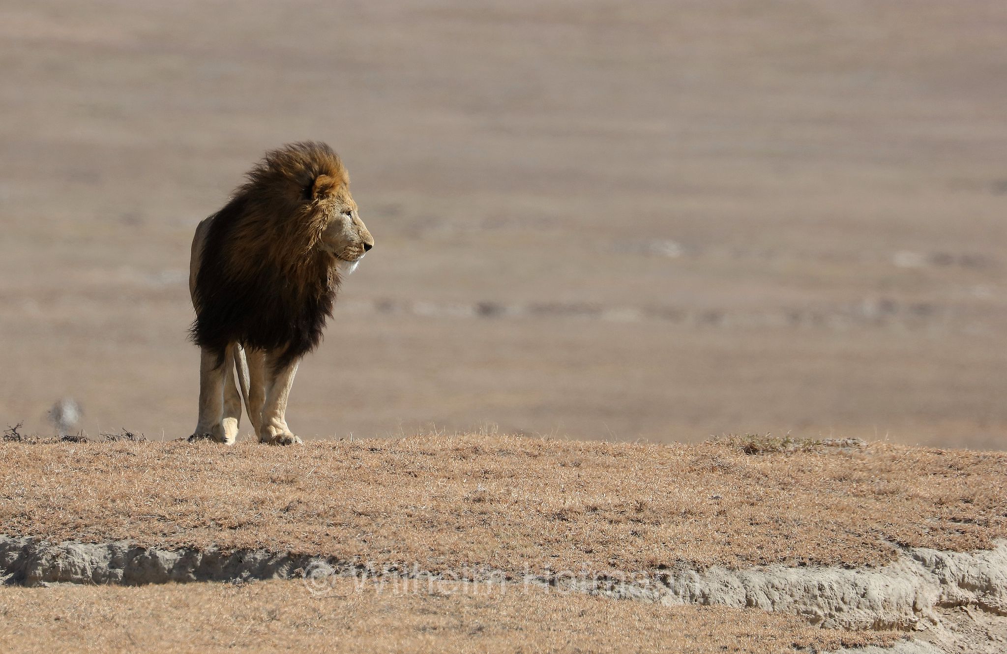Lion, Ngorongoro Conservation Area, Tanzania, Löwe, leone, panthera leo melanochaita, Ngorongoro Krater, Tansania, Magadisee, lake magadi, lake magad, area di conservazione di Ngorongoro