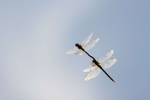 Aeshna cyanea - Southern hawker