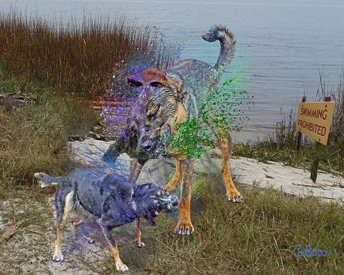 dogs have their own swimming hole