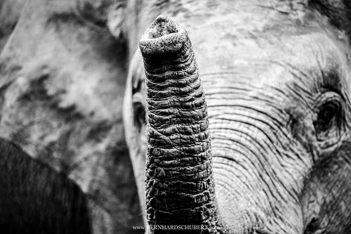 Elephas maximus borneensis - Borneo pygmy elephant