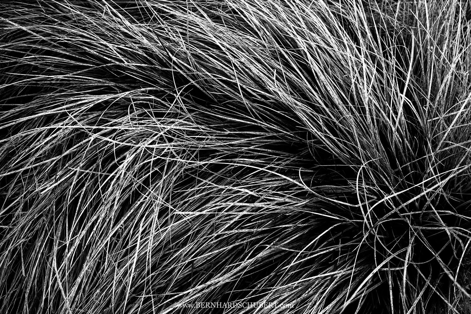 Alpine Grass