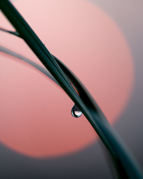 Morning Dew