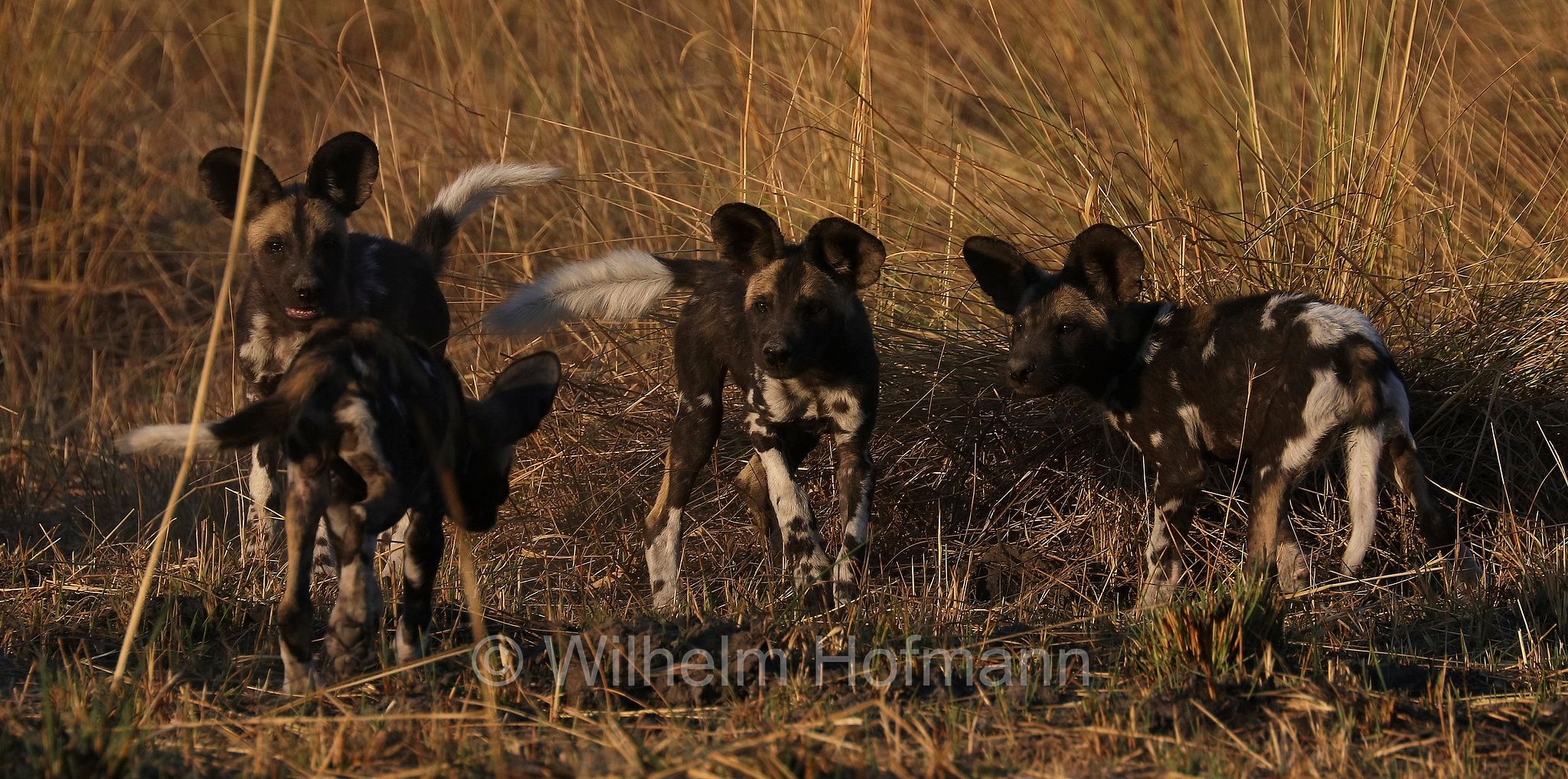 African wild dog, painted dog, Cape hunting dog, Afrikanischer Wildhund, licaone, cane selvatico africano, Lycaon pictus, Moremi Game Reserve, Moremi-Wildreservat, Okavango Delta, Okavango Grassland, Botswana, Republik Botsuana