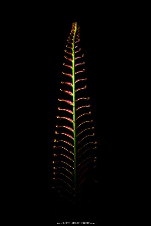 Blechnum orientale - Hard fern