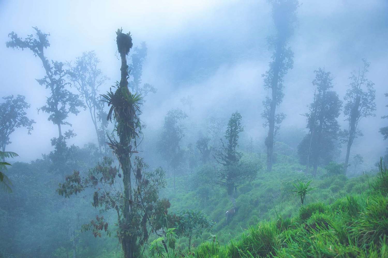 Andes Mountains Cloud Forest Landscape Image