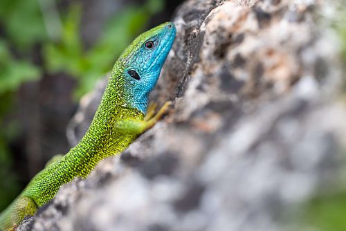 Lacerta viridis – Östliche Smaragdeidechse