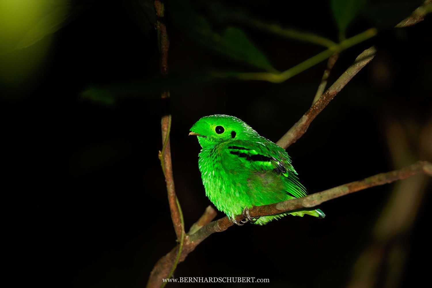Calyptomena viridis – Smaragdbreitrachen