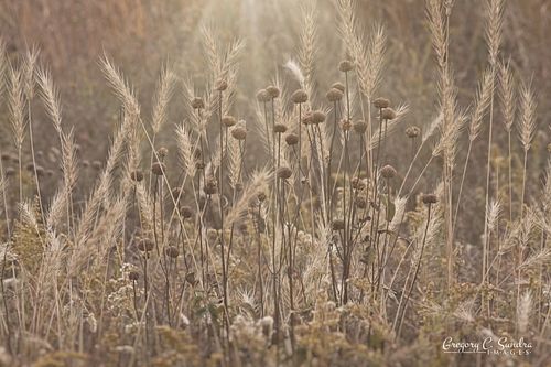 Autumn Morning On the Meadow