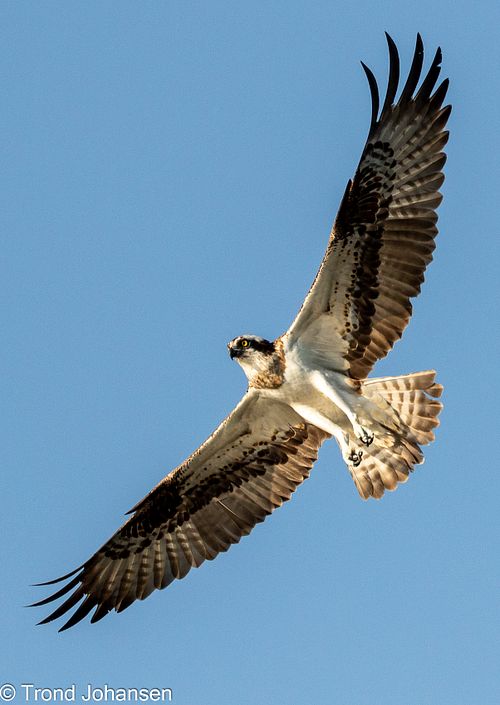 Osprey (Fiskeørn) soaring gracefully over a Norwegian lake, wings fully extended, captured by Trond Johansen