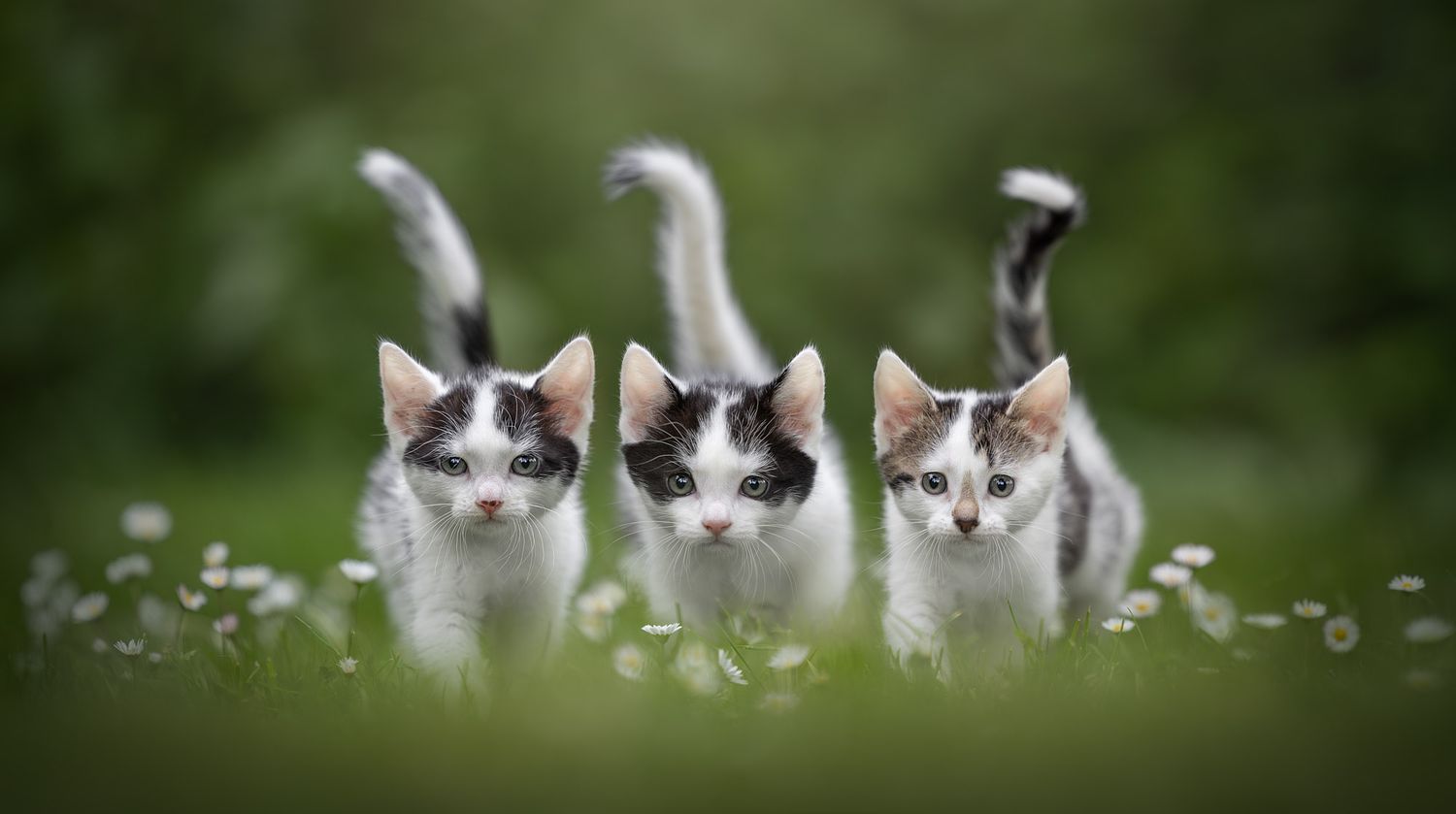 NLS Dierenfotografie