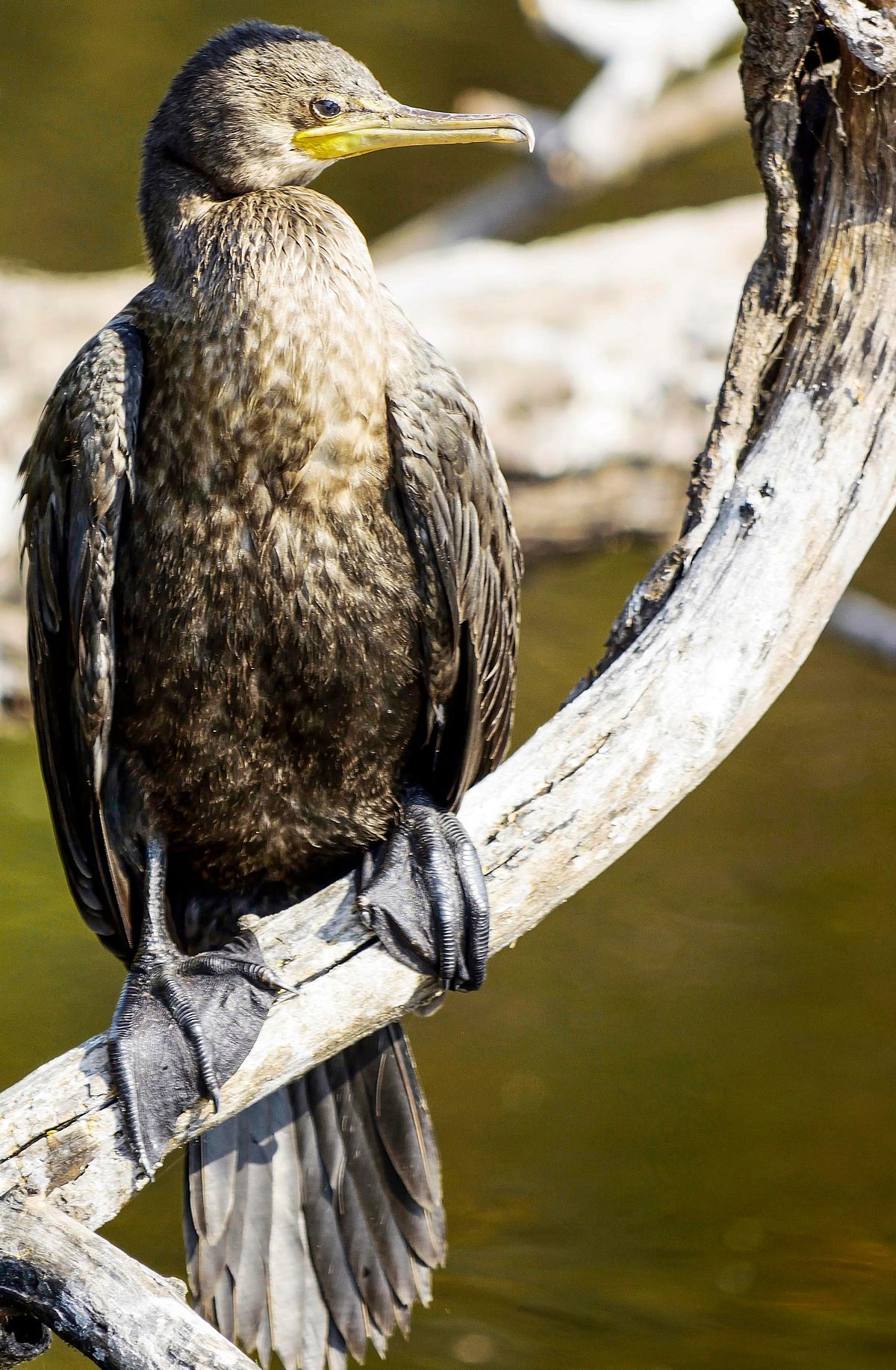 Bird, bird photography, forest jungle, macro,