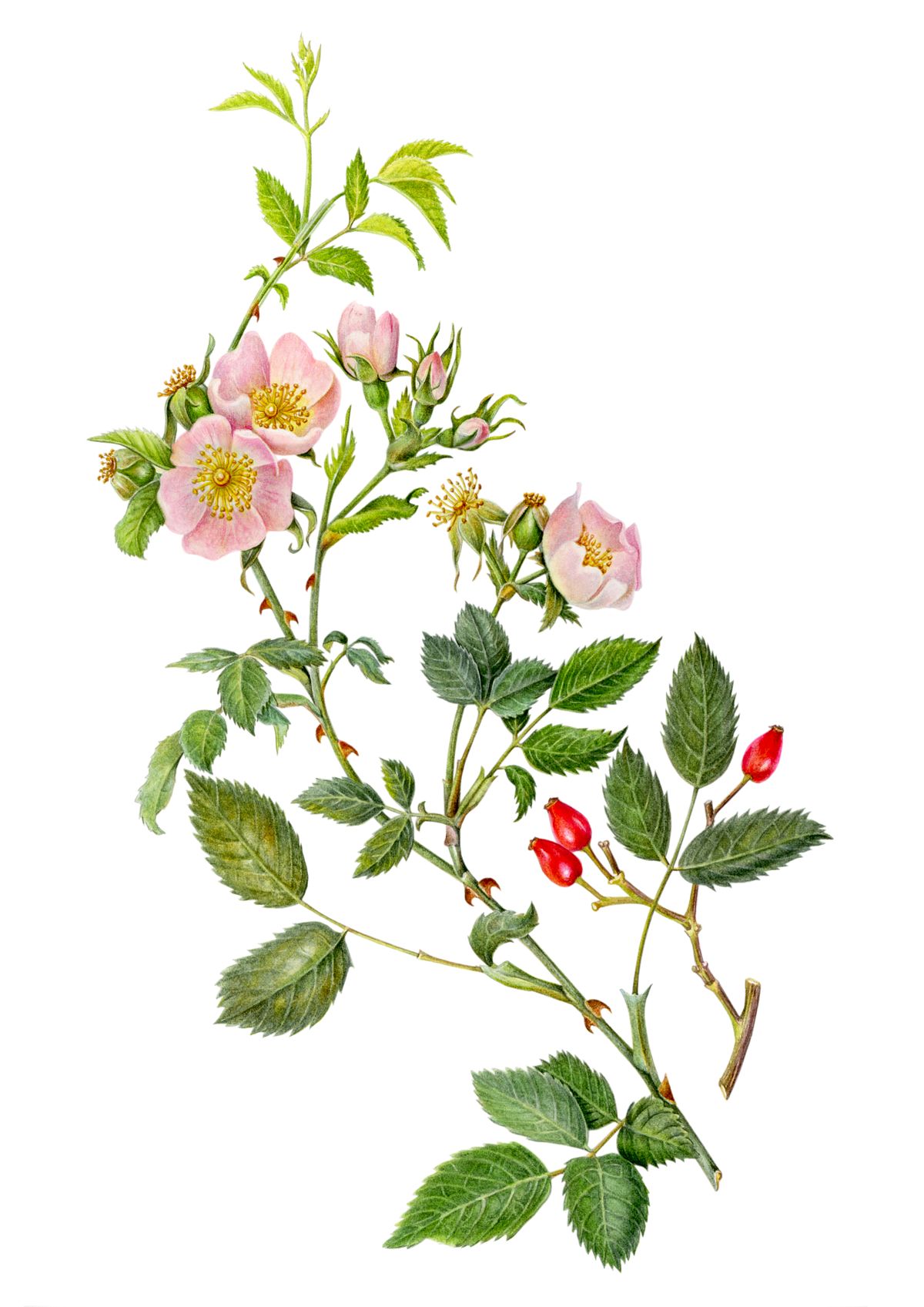 Botanical illustration of Dog Rose