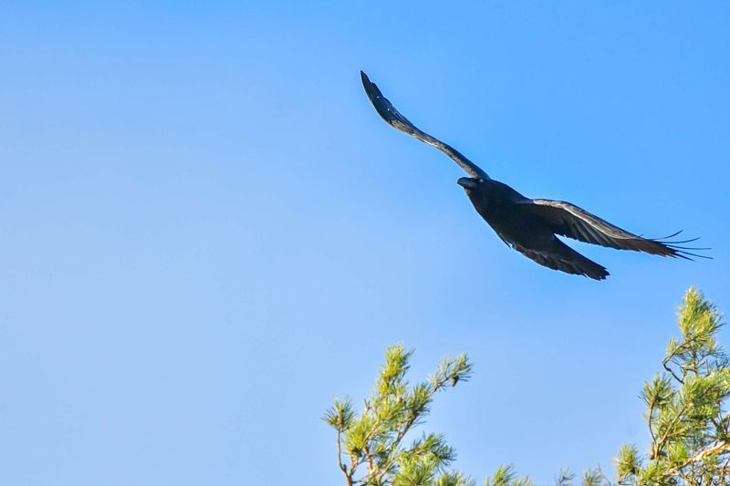 Ronk männil askeldamas