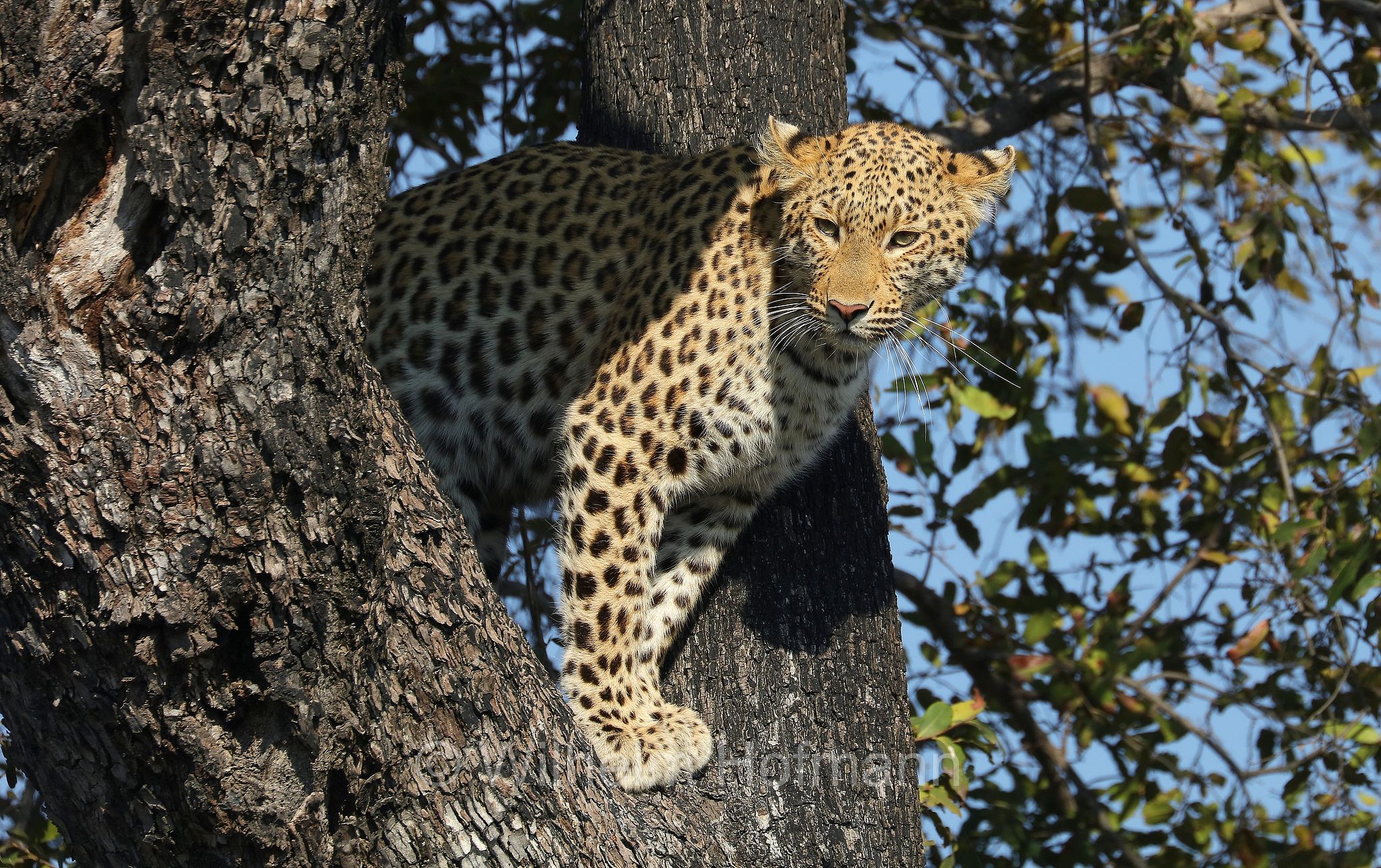 Leopard, leopardo, Panter, Panther, Panthera pardus, Moremi Game Reserve, Moremi-Wildreservat﻿, Okavango Delta, Okavango Grassland, Botswana, Republik Botsuana
