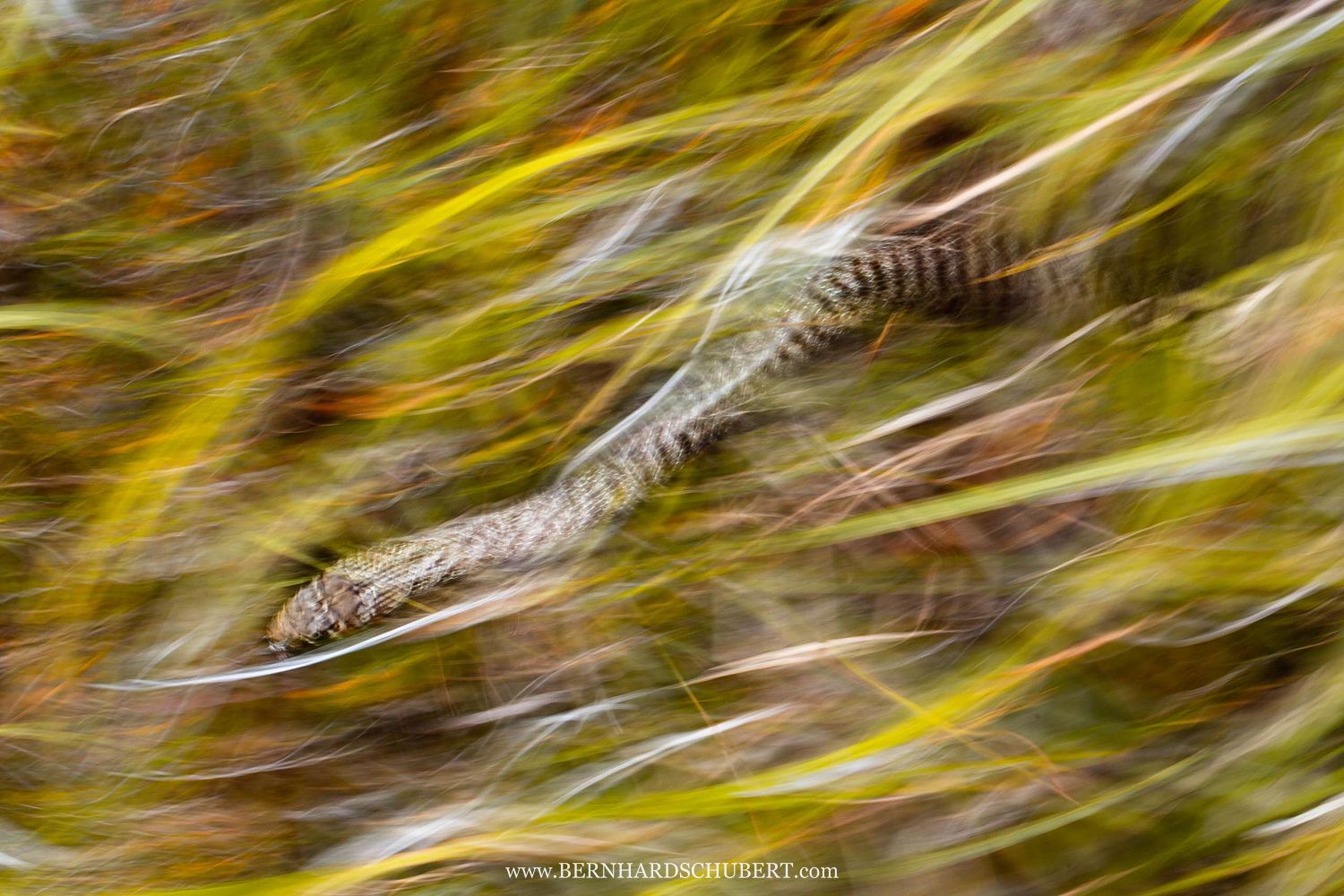 Hierophis gemonensis - Balkan whip snake
