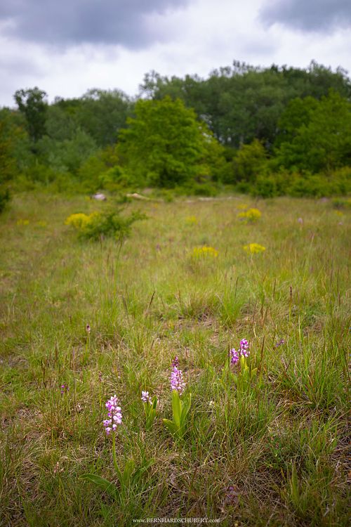 Orchis militaris - Helm-Knabenkraut