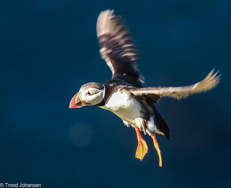 Trond Johansen Natur Fotografi Sarpsborg