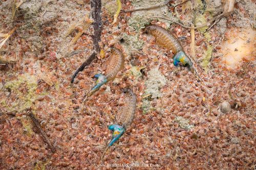 Branchipus schaefferi - Sommer-Feenkrebs