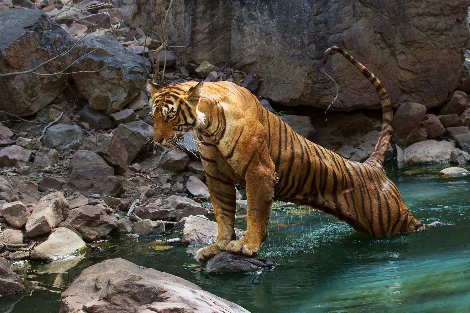 Andr&eacute; J Fanthome