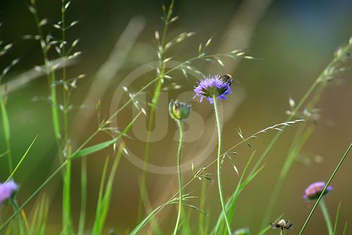 Sommerwiese im Schwarzwald