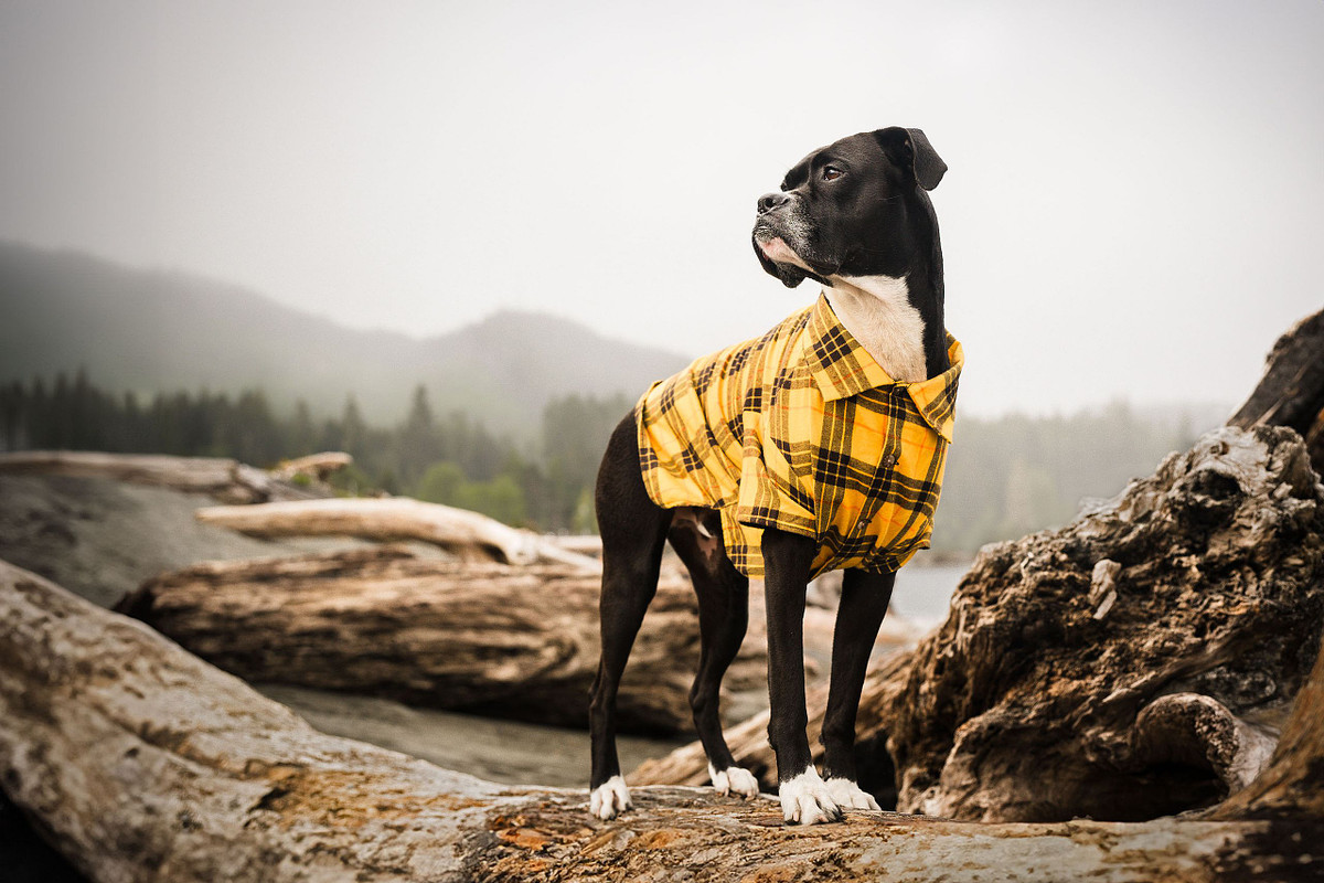 A black boxer in a yellow plaid shirt standing on a log in front of the ocean along BC island for an outdoor dog photo session