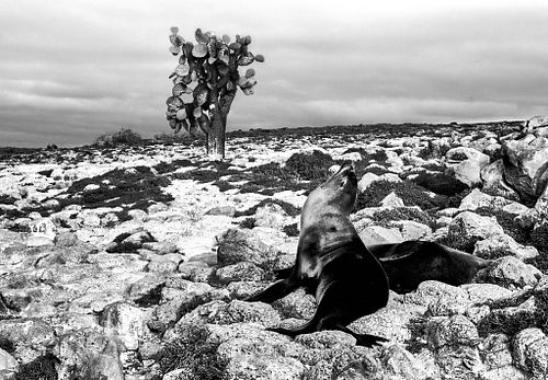 Leone marino | Otaria flavescens