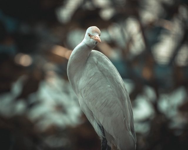 Nahaufnahme eines Vogels