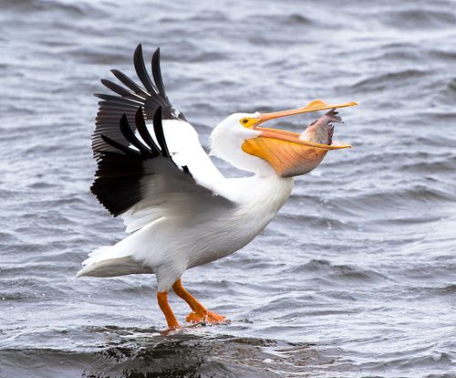 great white pelican